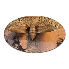 Night Moth Oval Magnet by Riverwoman