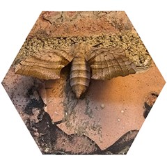 Night Moth Wooden Puzzle Hexagon