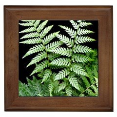 Fern Plant Leaf Green Botany Framed Tile by Pakrebo