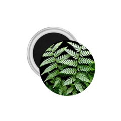 Fern Plant Leaf Green Botany 1 75  Magnets by Pakrebo