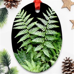 Fern Plant Leaf Green Botany Ornament (oval) by Pakrebo