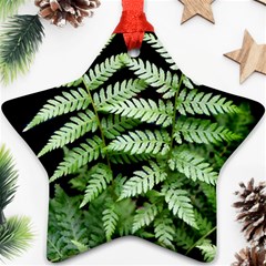 Fern Plant Leaf Green Botany Ornament (star) by Pakrebo