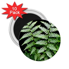 Fern Plant Leaf Green Botany 2 25  Magnets (10 Pack)  by Pakrebo