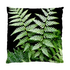 Fern Plant Leaf Green Botany Standard Cushion Case (two Sides) by Pakrebo