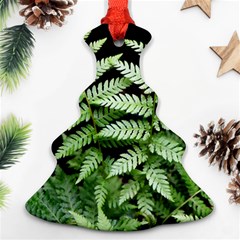 Fern Plant Leaf Green Botany Ornament (christmas Tree)  by Pakrebo