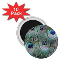 Peacock Feather Pattern Plumage 1 75  Magnets (10 Pack)  by Pakrebo