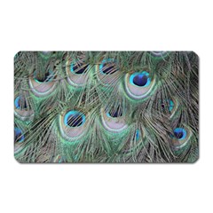 Peacock Feather Pattern Plumage Magnet (rectangular) by Pakrebo