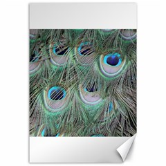 Peacock Feather Pattern Plumage Canvas 24  X 36  by Pakrebo