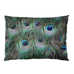 Peacock Feather Pattern Plumage Pillow Case by Pakrebo