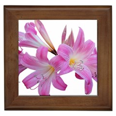 Lily Belladonna Easter Lily Framed Tile by Pakrebo