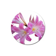 Lily Belladonna Easter Lily Magnet 3  (round) by Pakrebo