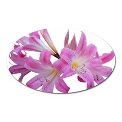 Lily Belladonna Easter Lily Oval Magnet by Pakrebo