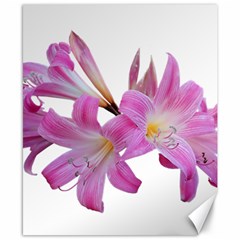 Lily Belladonna Easter Lily Canvas 8  X 10  by Pakrebo