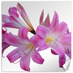 Lily Belladonna Easter Lily Canvas 20  X 20  by Pakrebo