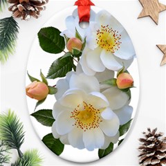 Roses Stamens Pollen Buds White Ornament (oval)