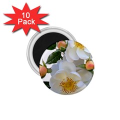 Roses Stamens Pollen Buds White 1 75  Magnets (10 Pack)  by Pakrebo