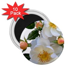 Roses Stamens Pollen Buds White 2 25  Magnets (10 Pack)  by Pakrebo