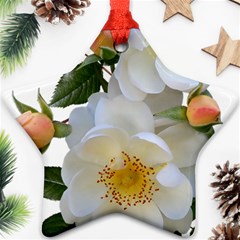 Roses Stamens Pollen Buds White Star Ornament (two Sides)