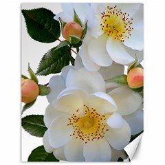 Roses Stamens Pollen Buds White Canvas 12  X 16  by Pakrebo