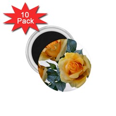 Roses Yellow Flowers Fragrant 1 75  Magnets (10 Pack)  by Pakrebo