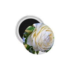 Rose White Flower Plumbago 1 75  Magnets by Pakrebo