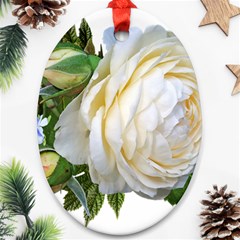 Rose White Flower Plumbago Ornament (oval) by Pakrebo