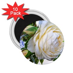 Rose White Flower Plumbago 2 25  Magnets (10 Pack)  by Pakrebo