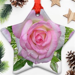 Roses Pink Flowers Perfume Leaves Ornament (star)