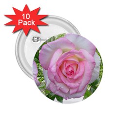 Roses Pink Flowers Perfume Leaves 2 25  Buttons (10 Pack)  by Pakrebo