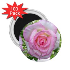 Roses Pink Flowers Perfume Leaves 2 25  Magnets (100 Pack)  by Pakrebo