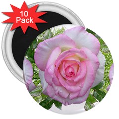 Roses Pink Flowers Perfume Leaves 3  Magnets (10 Pack)  by Pakrebo