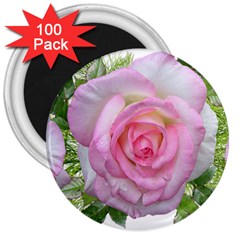 Roses Pink Flowers Perfume Leaves 3  Magnets (100 Pack) by Pakrebo