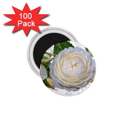 Flowers Roses White Fragrant 1 75  Magnets (100 Pack)  by Pakrebo