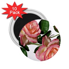 Roses Flowers Perfume Garden 2 25  Magnets (10 Pack)  by Pakrebo