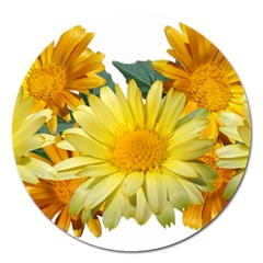 Daisies Flowers Yellow Arrangement Magnet 5  (round) by Pakrebo