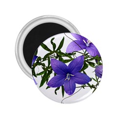 Flowers Blue Campanula Arrangement 2 25  Magnets by Pakrebo