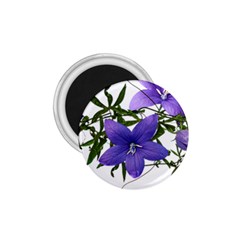 Flowers Blue Campanula Arrangement 1 75  Magnets by Pakrebo