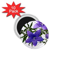 Flowers Blue Campanula Arrangement 1 75  Magnets (10 Pack)  by Pakrebo