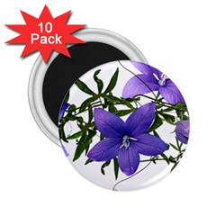 Flowers Blue Campanula Arrangement 2 25  Magnets (10 Pack)  by Pakrebo