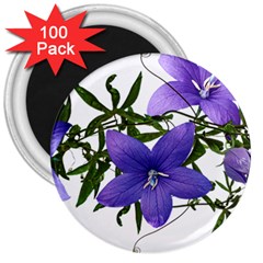 Flowers Blue Campanula Arrangement 3  Magnets (100 Pack) by Pakrebo