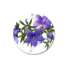 Flowers Blue Campanula Arrangement Magnet 3  (round) by Pakrebo