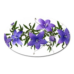 Flowers Blue Campanula Arrangement Oval Magnet by Pakrebo