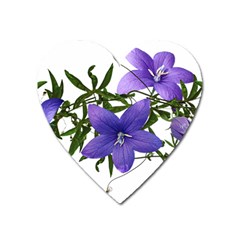 Flowers Blue Campanula Arrangement Heart Magnet by Pakrebo