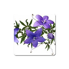 Flowers Blue Campanula Arrangement Square Magnet by Pakrebo