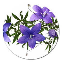 Flowers Blue Campanula Arrangement Magnet 5  (round) by Pakrebo