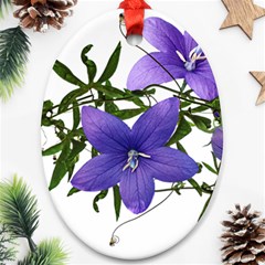 Flowers Blue Campanula Arrangement Oval Ornament (two Sides)