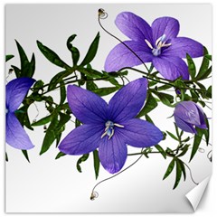 Flowers Blue Campanula Arrangement Canvas 16  X 16  by Pakrebo