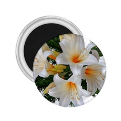 Lilies Belladonna White Flowers 2 25  Magnets