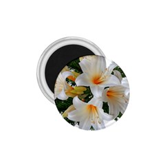 Lilies Belladonna White Flowers 1 75  Magnets