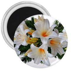 Lilies Belladonna White Flowers 3  Magnets